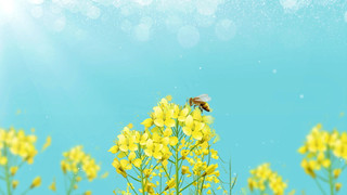 春天蜜蜂春分背景蓝色小清新春天油菜花植物光斑GIF动态图蜜蜂背景